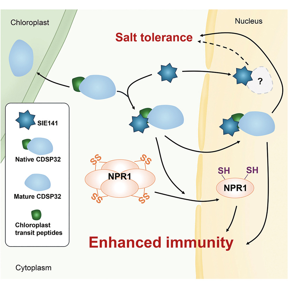 SIE141增强植株盐胁迫耐受力的分子机制模式图.jpg